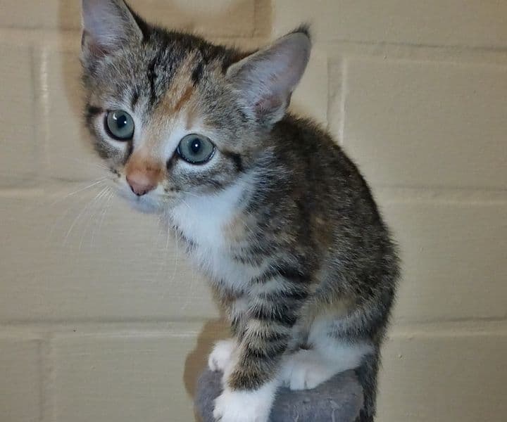 Foto von quirlige Sprotte