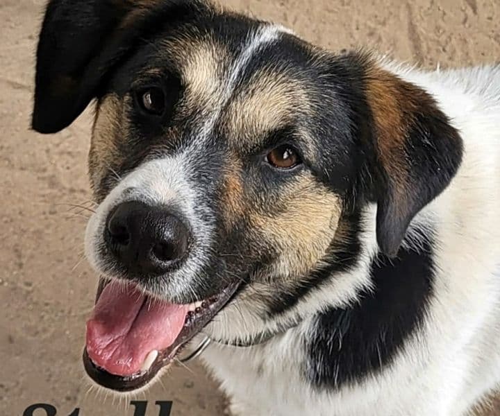 Foto von Freundliche Stella