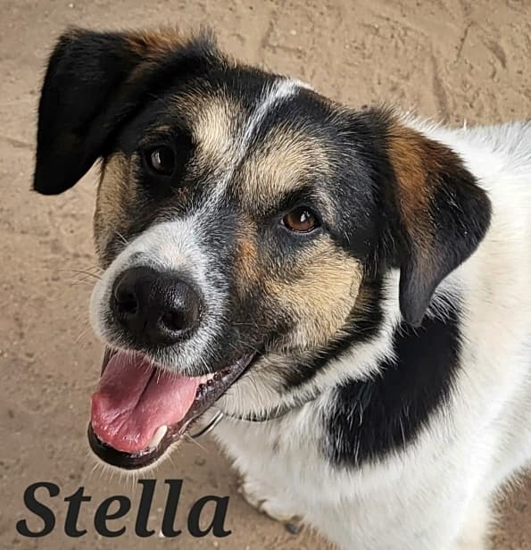 Foto von Freundliche Stella
