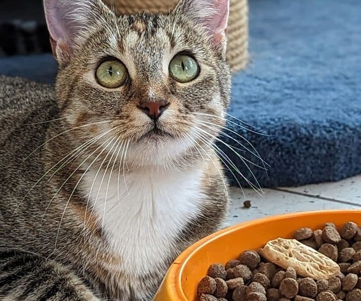 Foto von zierliche Stitch möchte ankommen