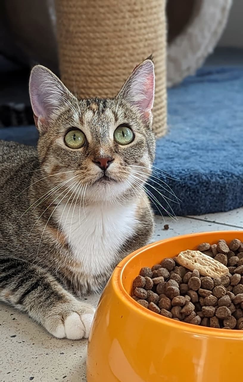 Foto von zierliche Stitch möchte ankommen