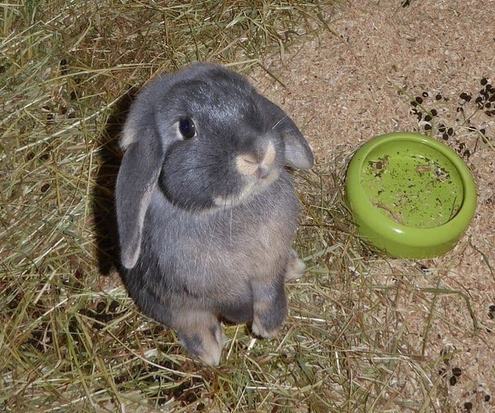 Foto von Stitch