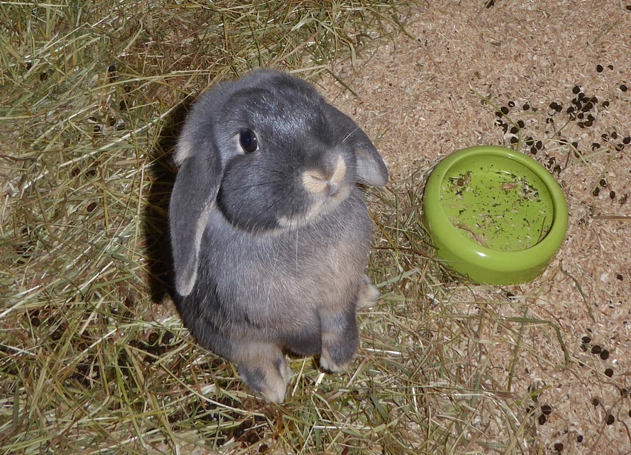 Foto von Stitch