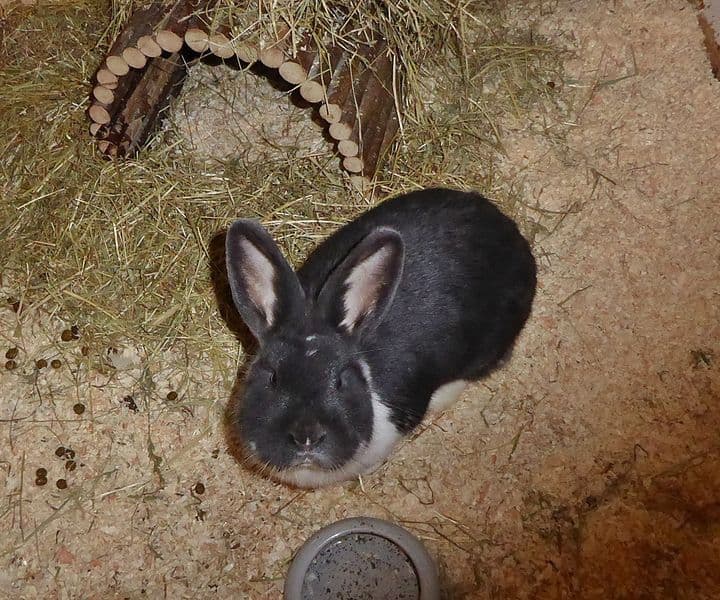 Foto von Süßli