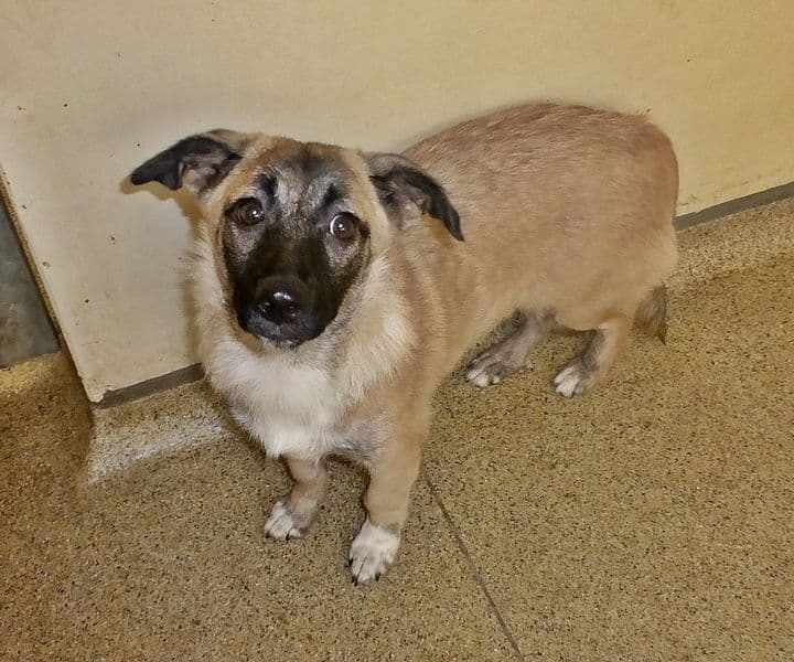 Foto von ängstliche kleine Suki sucht Verständnis und Liebe (mit Video)