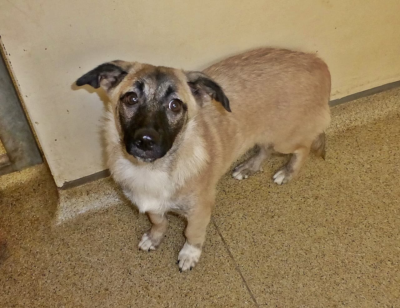 Foto von ängstliche kleine Suki sucht Verständnis und Liebe (mit Video)