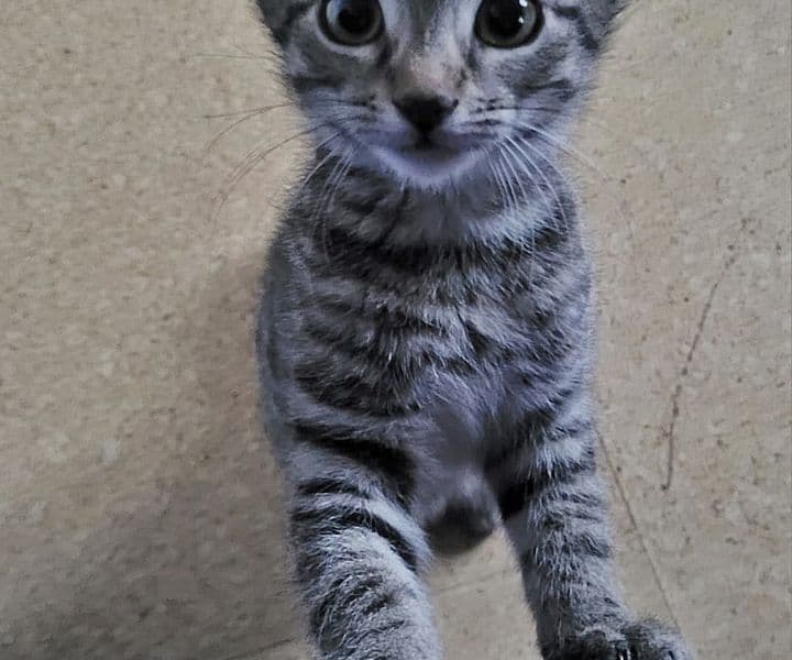 Foto von Suki, Nalas zutrauliche Tochter