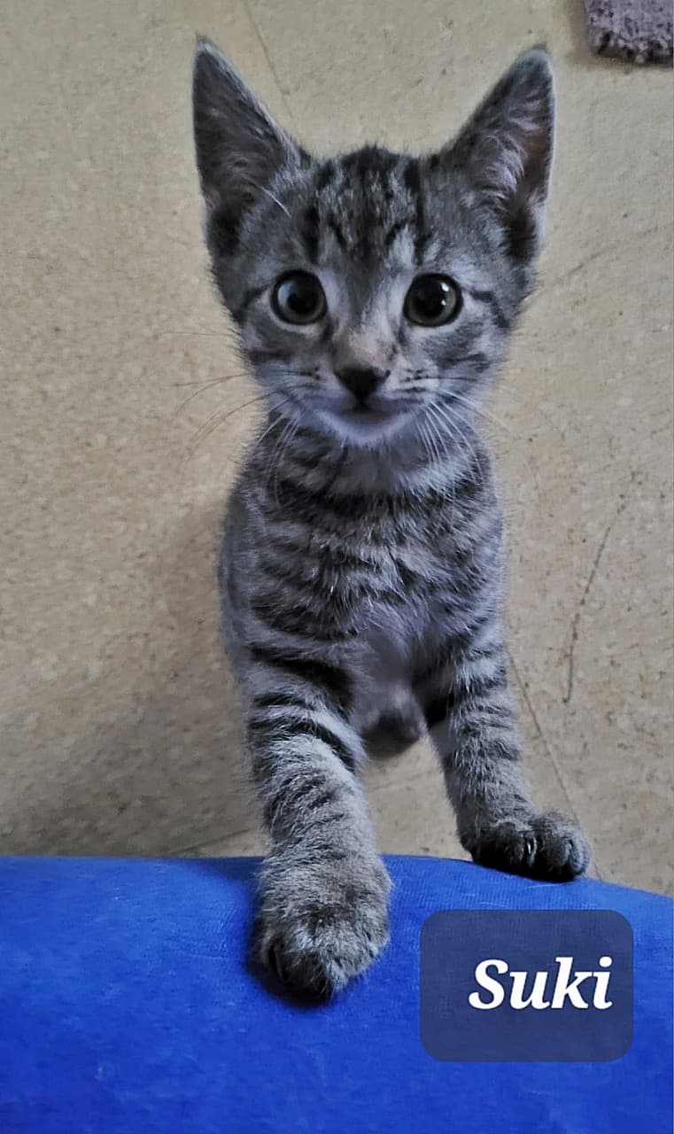 Foto von Suki, Nalas zutrauliche Tochter