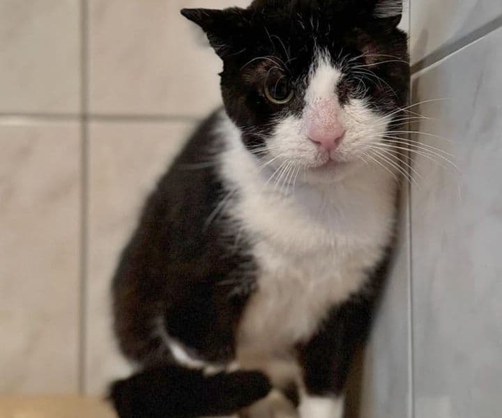 Foto von Auf Katzenopa Suko wurde geschossen