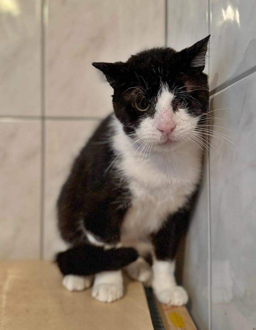 Foto von Auf Katzenopa Suko wurde geschossen