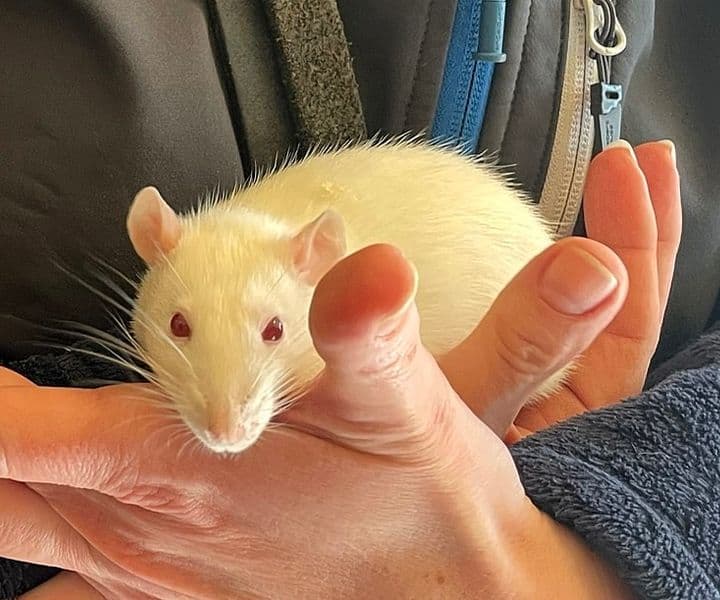 Foto von Rattenmädchen Sunny hatte Glück im Unglück