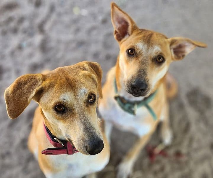 Foto von Susi und Mila, unzertrennliche Schwestern