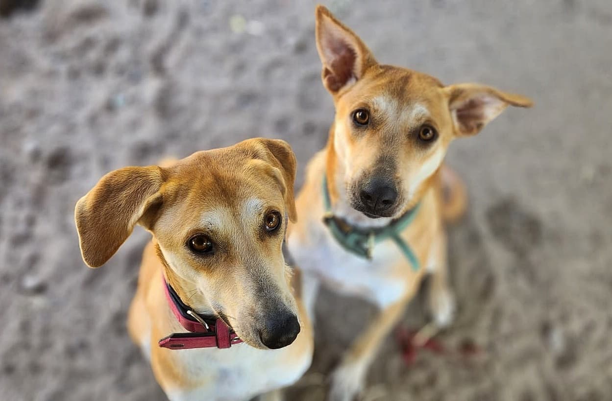 Foto von Susi und Mila, unzertrennliche Schwestern