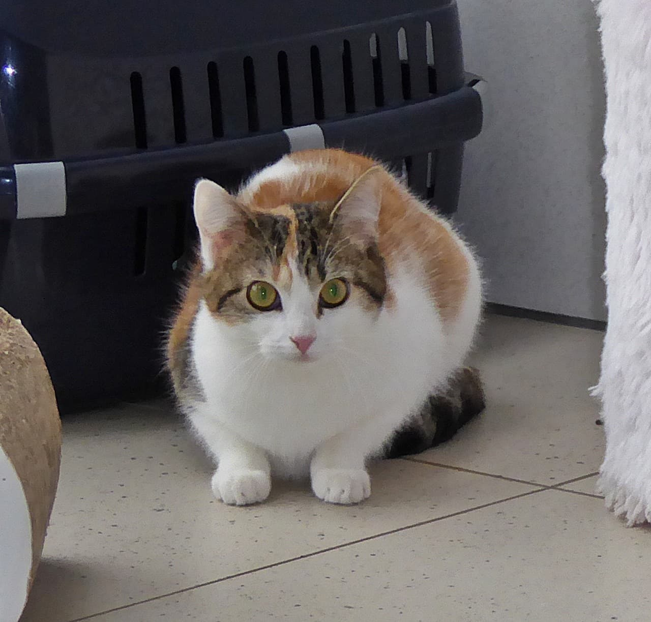 Foto von Susie, die kleine Angsthäsin