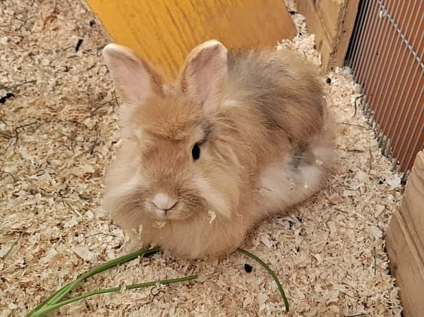 Foto von Flauschkaninchen Sven möchte es endlich schön haben