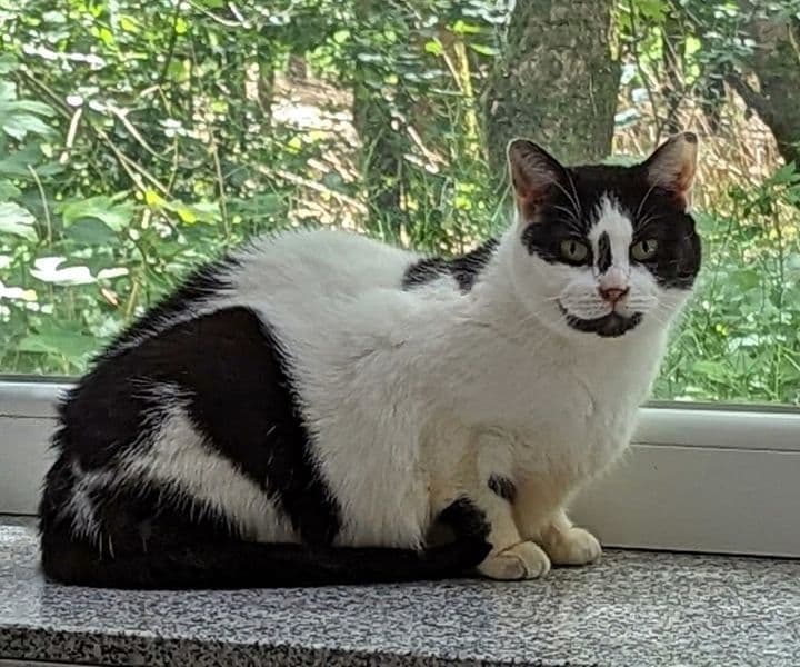 Foto von schüchterne Sweety
