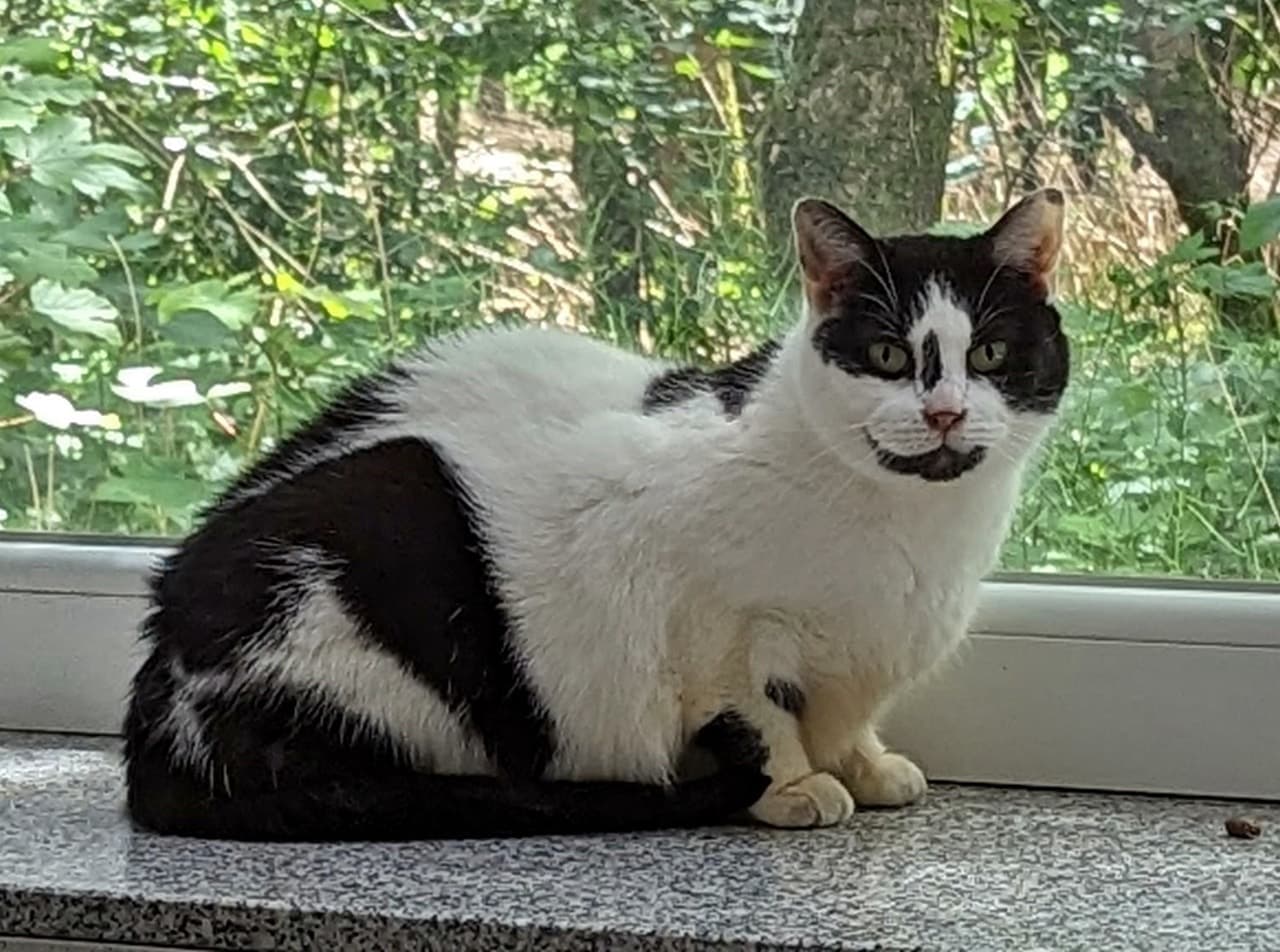 Foto von schüchterne Sweety