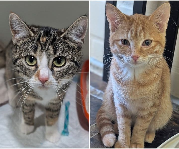 Foto von Tabby und Ginger sind Freundinnen