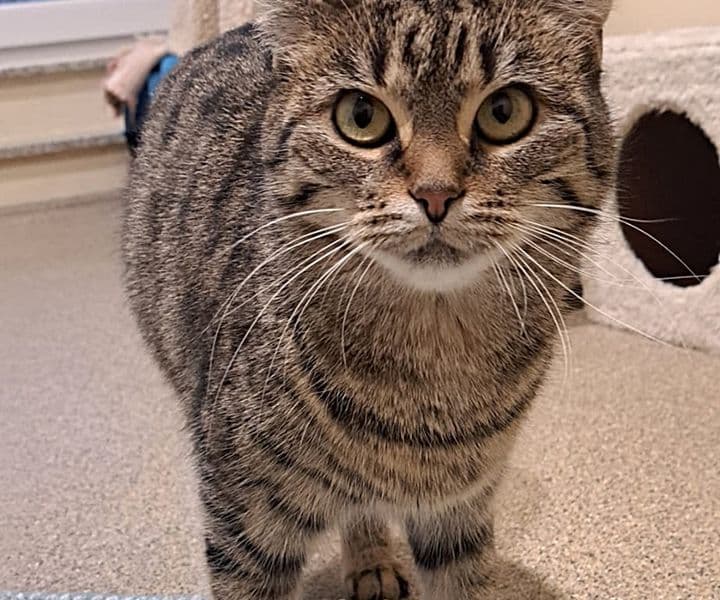 Foto von Tigerkatze Tula ist aufgeweckt