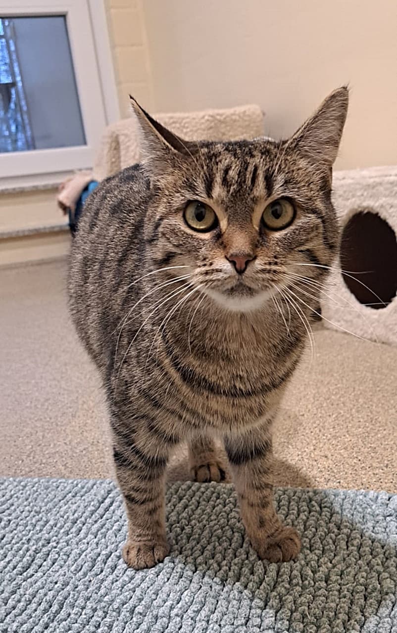 Foto von Tigerkatze Tula ist aufgeweckt