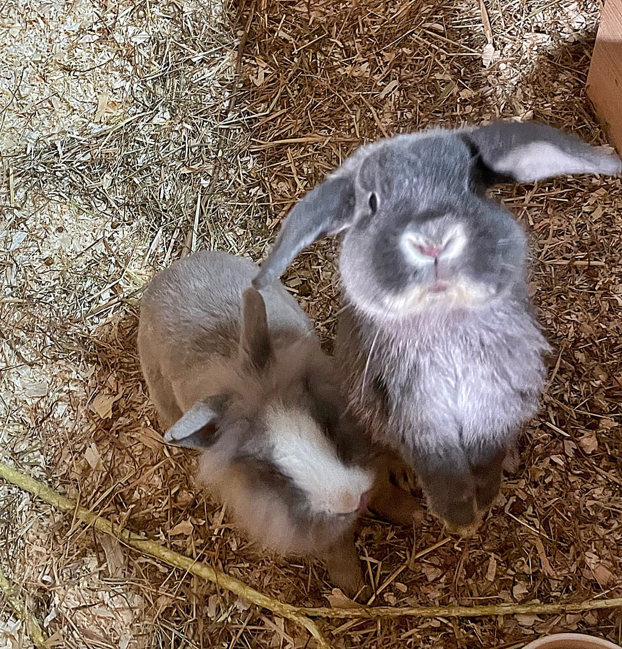 Foto von Ted und Teo suchen ein gemeinsames Zuhause