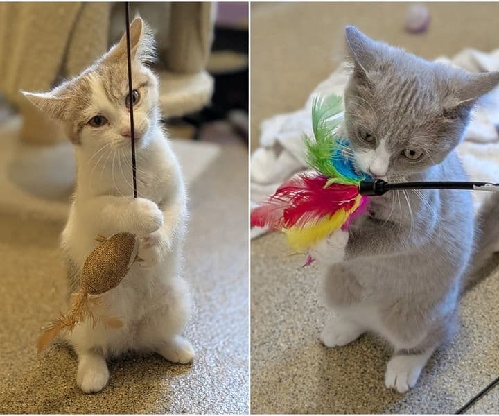Foto von verspielte süße Schwestern Tessa und Peach