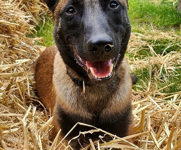 Foto von unser junger Theo sucht erfahrene Malinois-Freunde