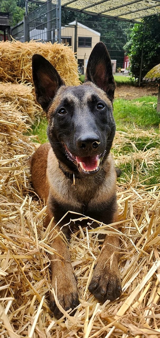 Foto von unser junger Theo sucht erfahrene Malinois-Freunde