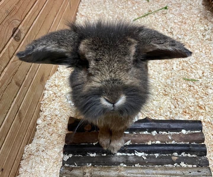 Foto von Lieber Theodor sucht Freunde