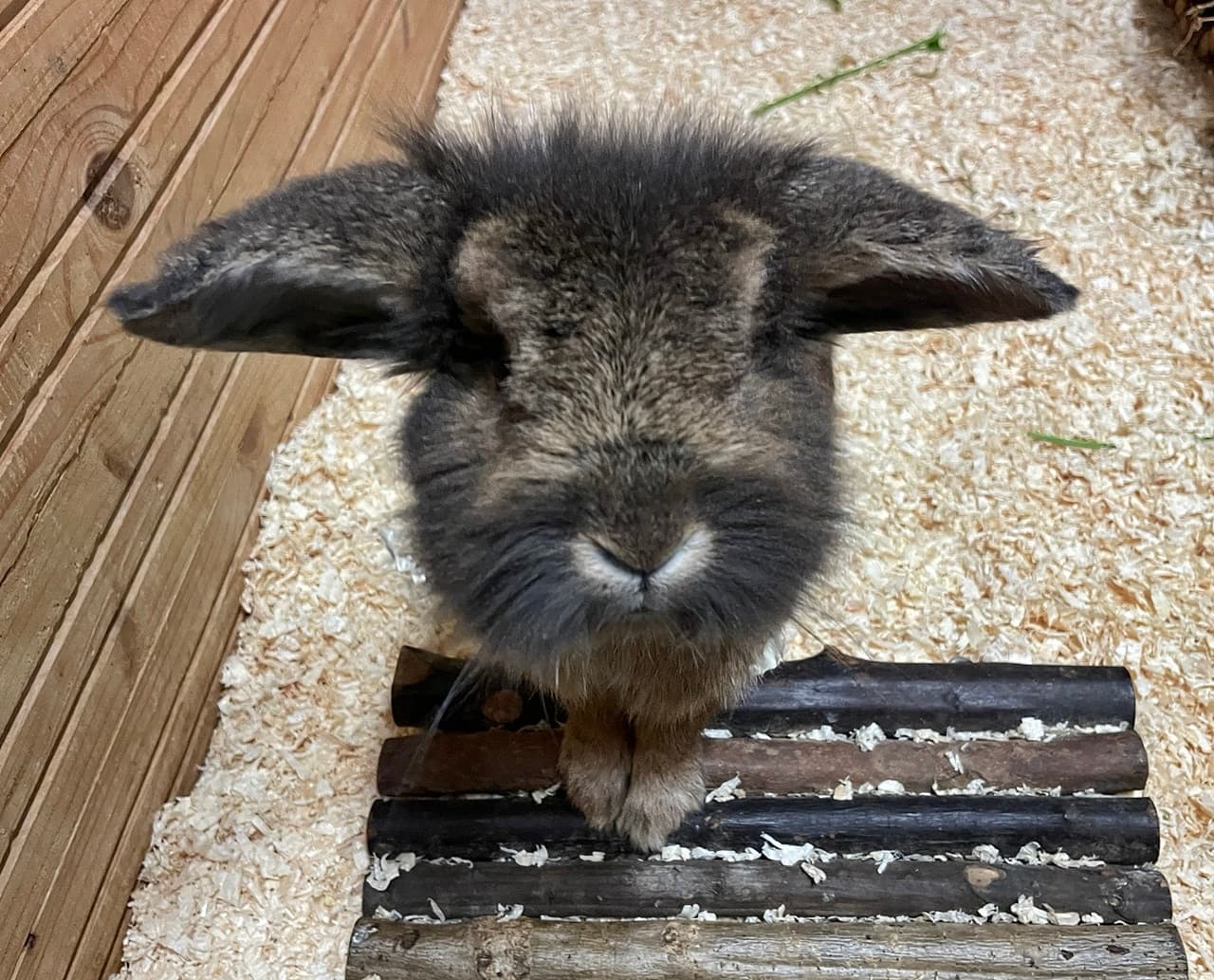 Foto von Lieber Theodor sucht Freunde