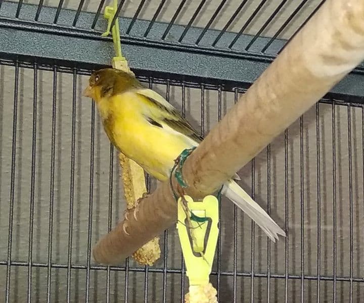 Foto von toller Kanarien-Sänger Tiago (gerne mit Jewel)