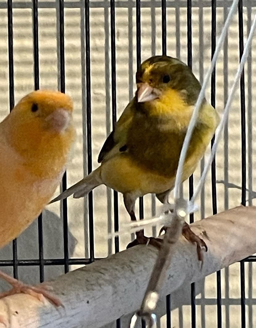 Foto von toller Kanarien-Sänger Tiago (gerne mit Jewel)