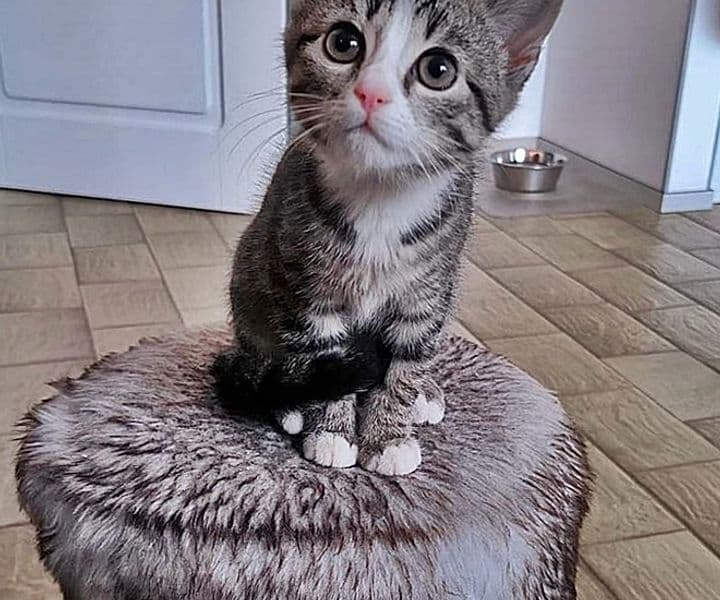Foto von Tiberius, der kleine "Große" (auf unserer Pflegestelle)