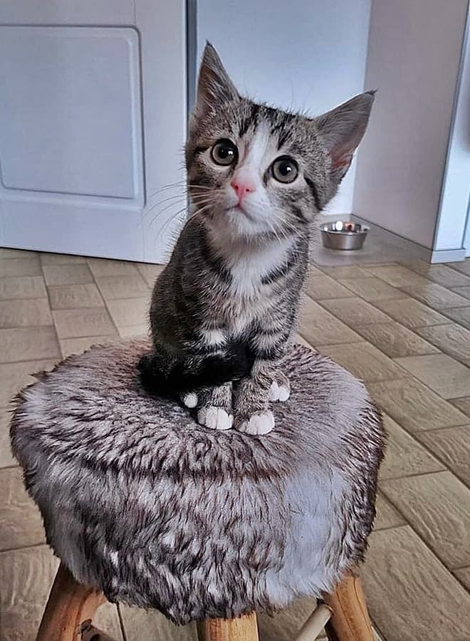 Foto von Tiberius, der kleine "Große" (auf unserer Pflegestelle)