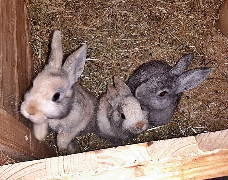 Ein Trio darf gemeinsam umziehen :-)
