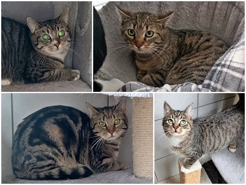 Wir haben momentan viele Tigerkatzen (und andere), die ein Zuhause suchen