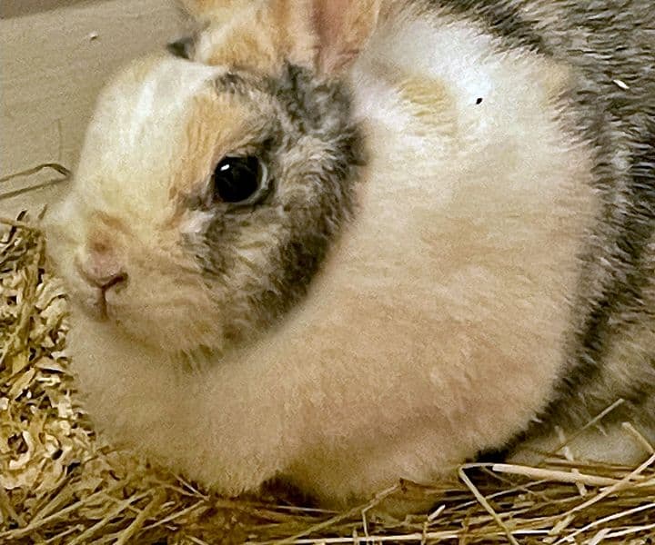 Foto von schüchterne liebe Tilda