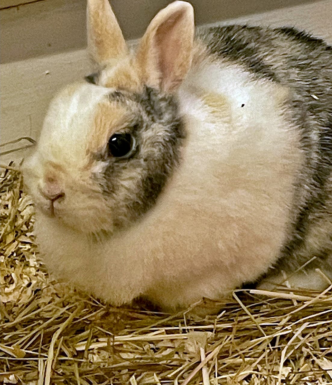 Foto von schüchterne liebe Tilda