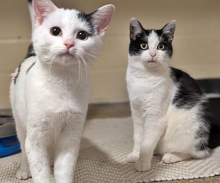 Foto von Tilly und Lilly, unser vorwitziges Pärchen