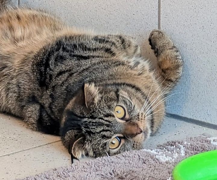 Foto von liebe Faltohrkatze Tina (mit Video)