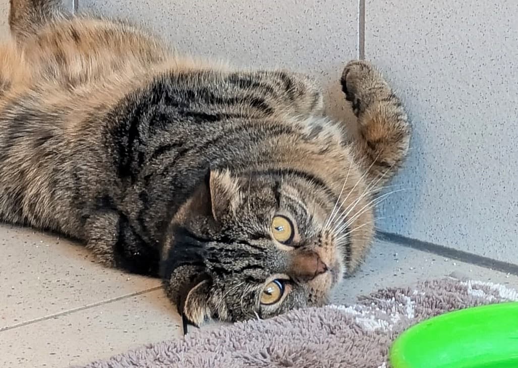 Foto von liebe Faltohrkatze Tina (mit Video)