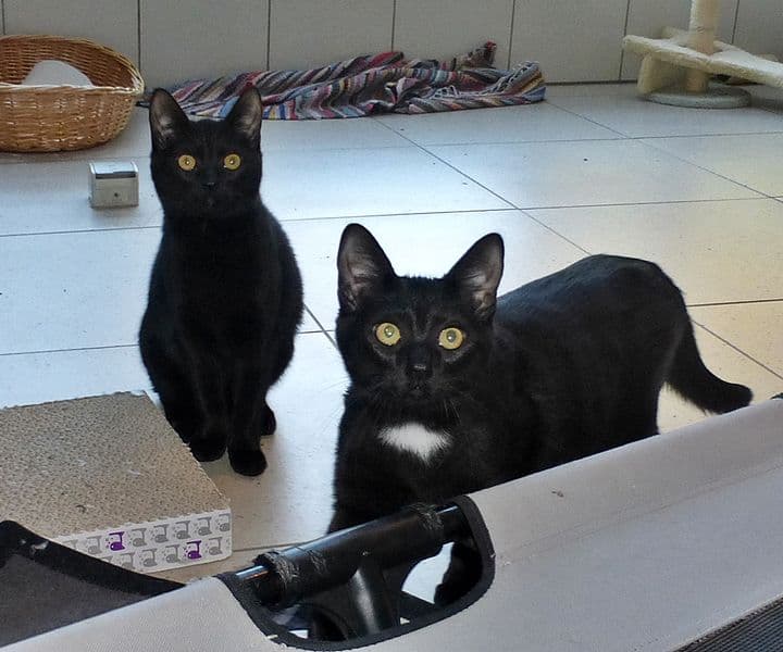 Foto von Titus und Atila möchten die Welt erobern