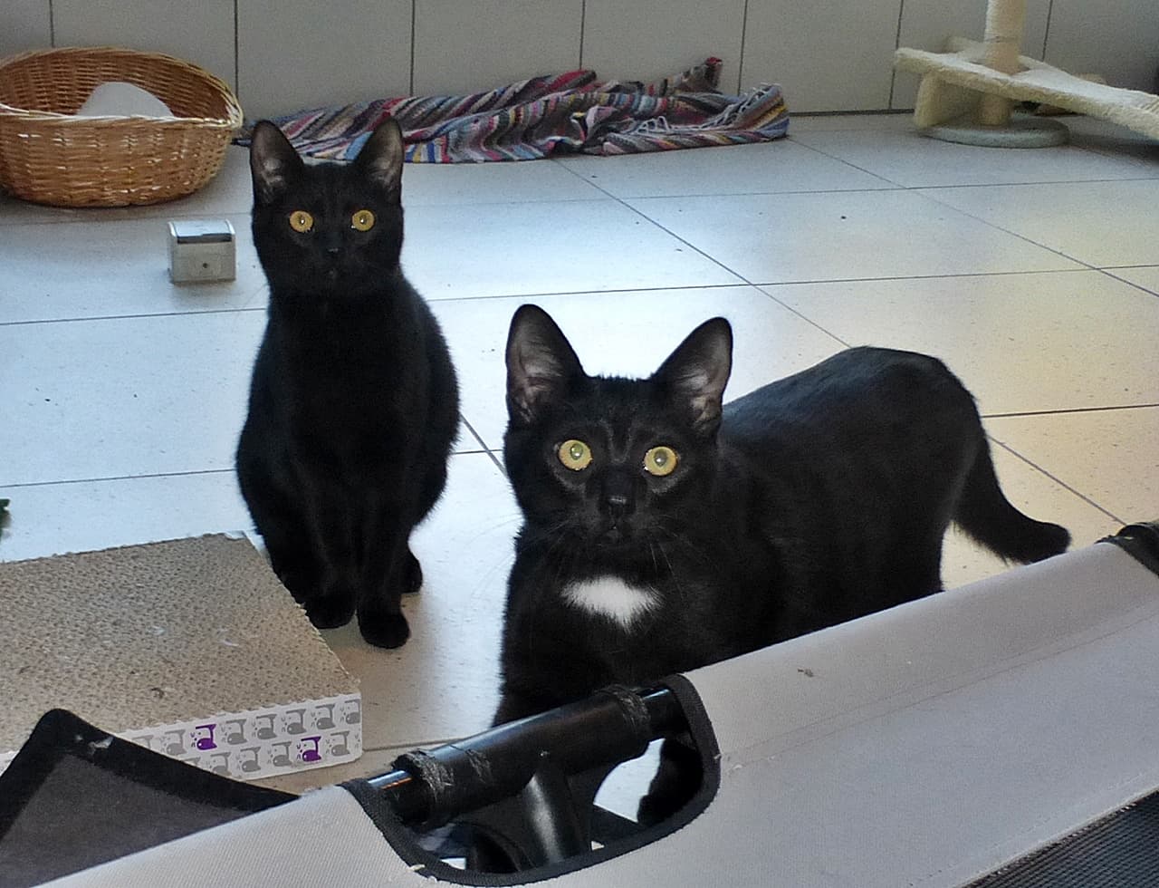 Foto von Titus und Atila möchten die Welt erobern