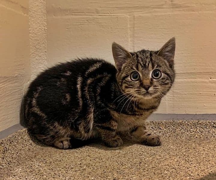 Foto von kleiner vorsichtiger Tobi