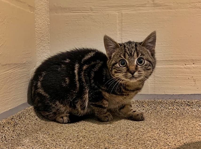 Foto von kleiner vorsichtiger Tobi