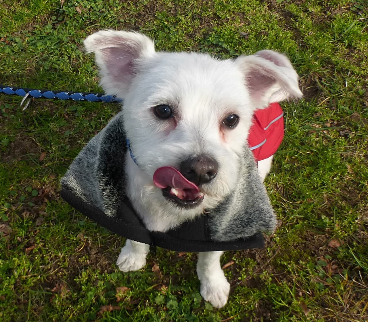 Foto von kleiner Quirl Toby