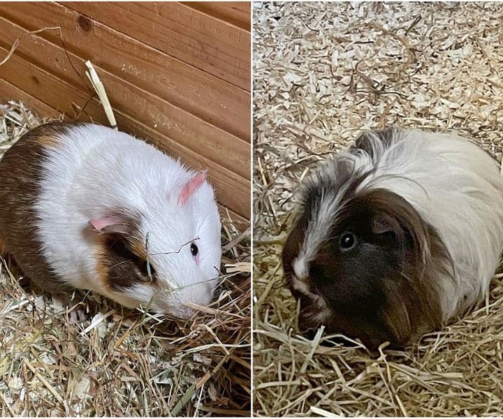 Foto von Toni liebt seine Polly
