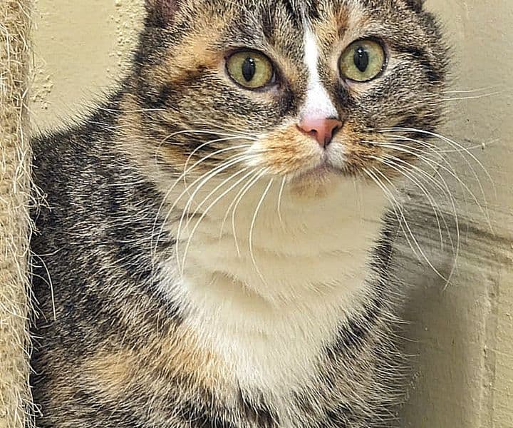 Foto von schüchterne süße Tonja (feline Coronavirus-Trägerin)