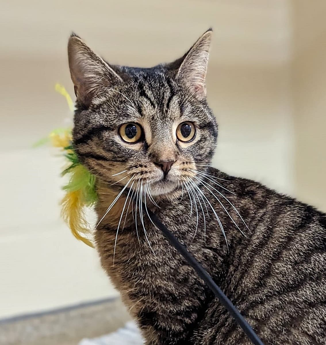 Foto von verschmuster Tiger Tristan