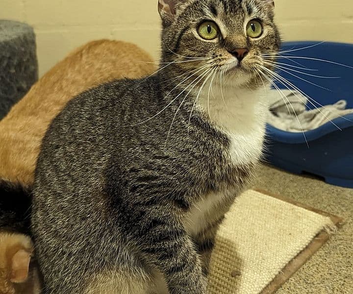 Foto von bezaubernde schüchterne Trixie (feline Coronavirus-Trägerin)
